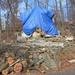 Blue tarps now common in Sussex County
