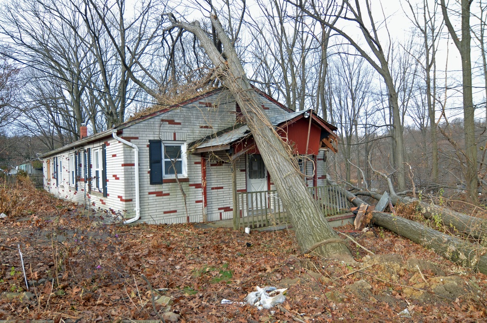 Large trees uprooted during Superstorm Sandy