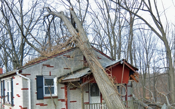 Large trees uprooted during Superstorm Sandy