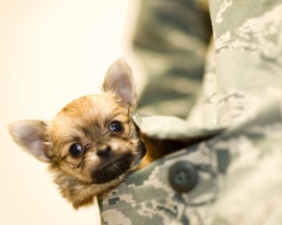 Pet abandonment crime on the rise