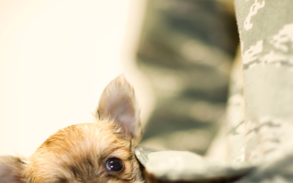 Pet abandonment crime on the rise