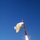 MEADS launch 1
