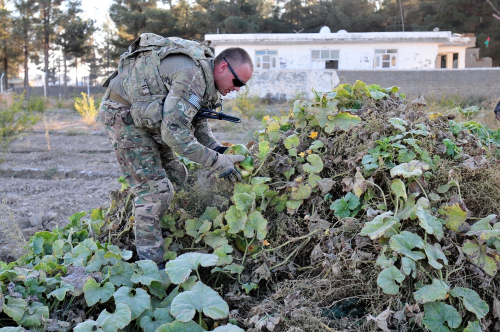 A productive patch in Shar-e-Safa