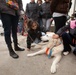 Comfort Dog provides support to a disaster survivor at a FEMA Recovery Center in Long Beach, NY