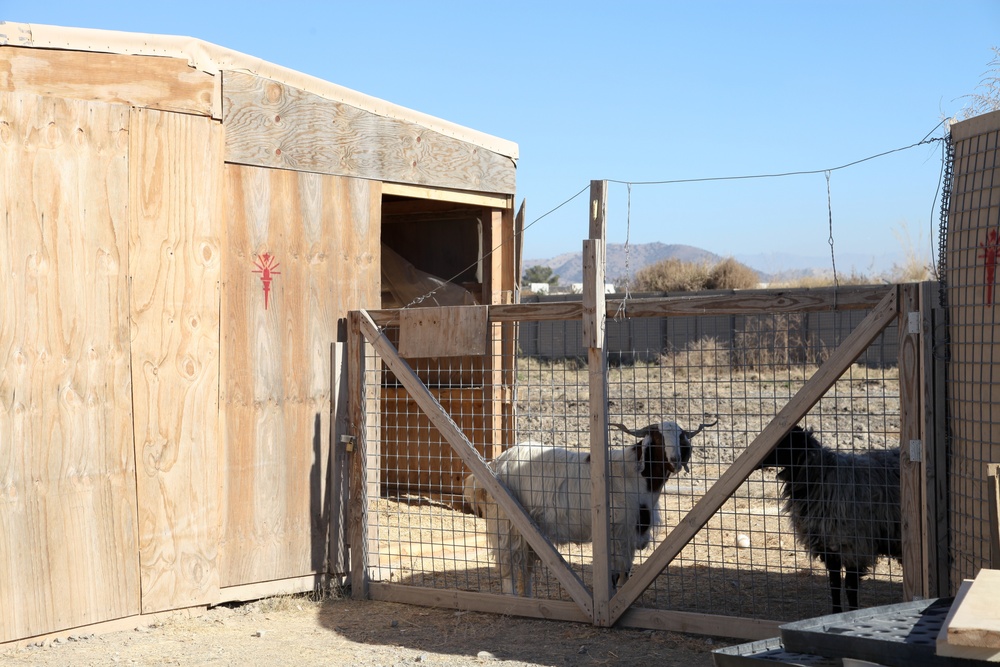 Farm animals in Afghanistan