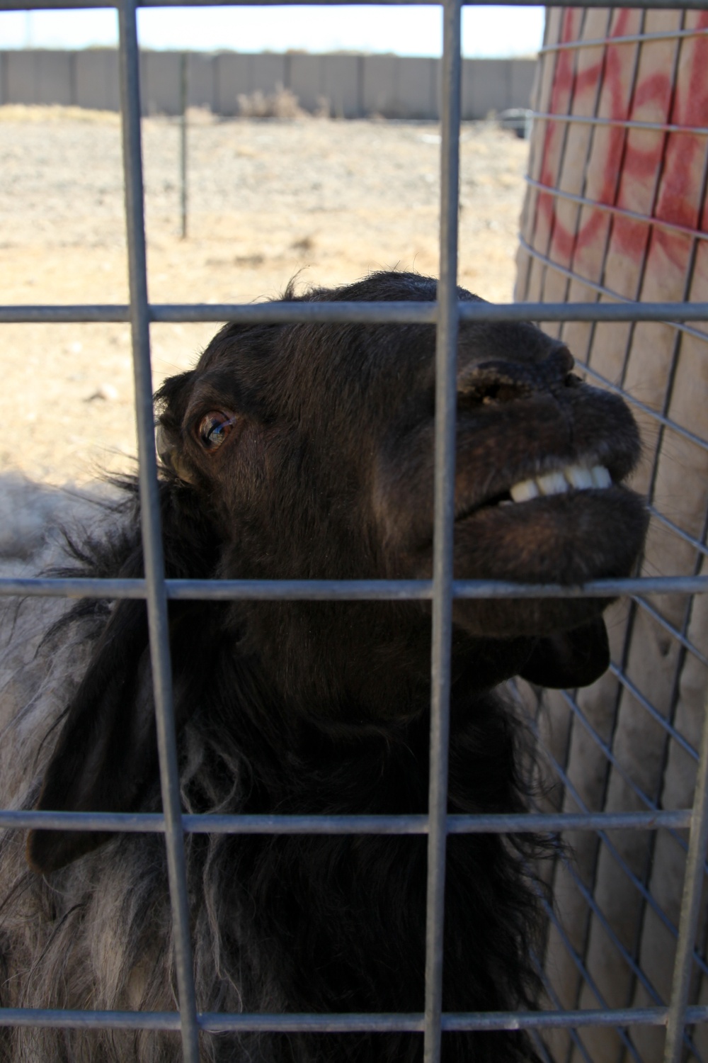 Farm animals in Afghanistan