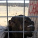 Farm animals in Afghanistan