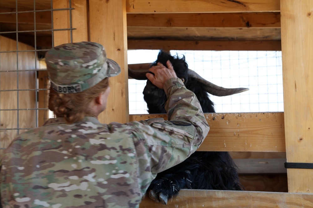 Farm animals in Afghanistan