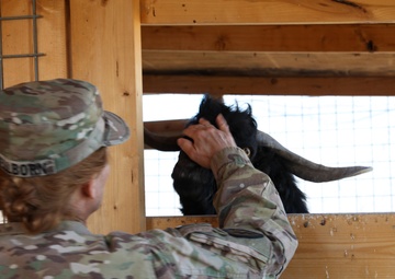 Farm animals in Afghanistan