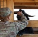 Farm animals in Afghanistan