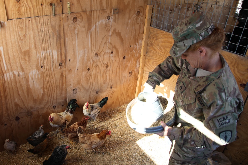 Farm animals in Afghanistan