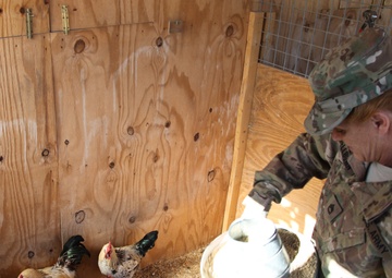 Farm animals in Afghanistan