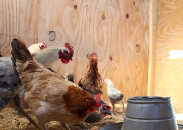 Farm animals in Afghanistan