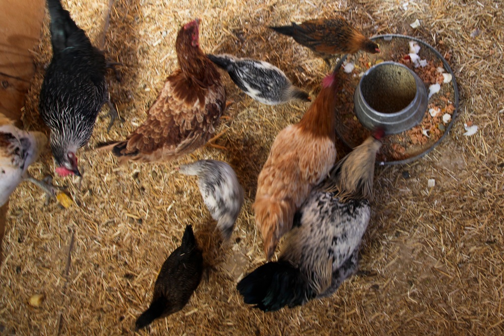 Farm animals in Afghanistan