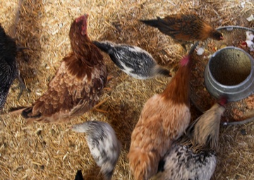 Farm animals in Afghanistan