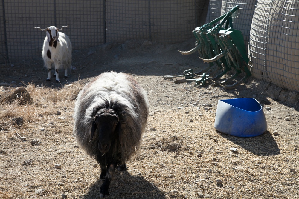 Farm animals in Afghanistan