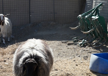 Farm animals in Afghanistan