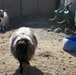 Farm animals in Afghanistan