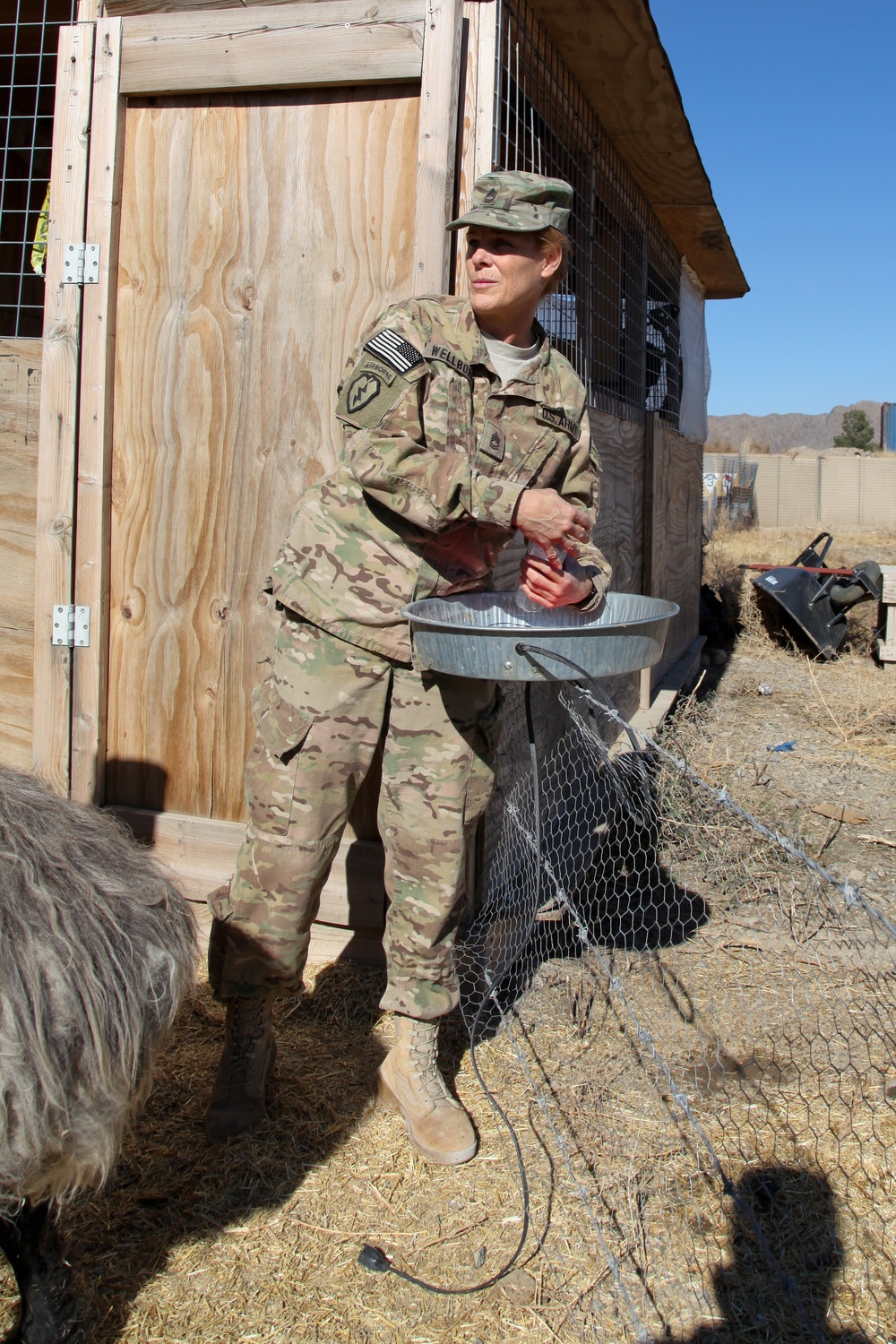 Farm animals in Afghanistan