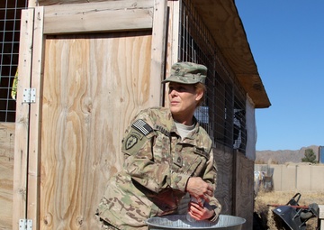 Farm animals in Afghanistan