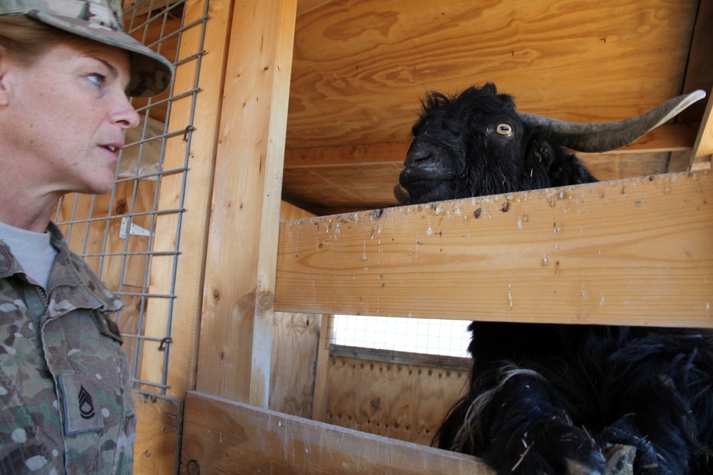 Farm animals in Afghanistan