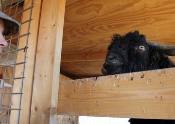 Farm animals in Afghanistan