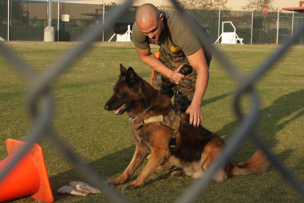 Military working dogs sink their teeth in explosive, drugs detection training