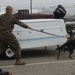 Military working dogs sink their teeth in explosive, drugs detection training