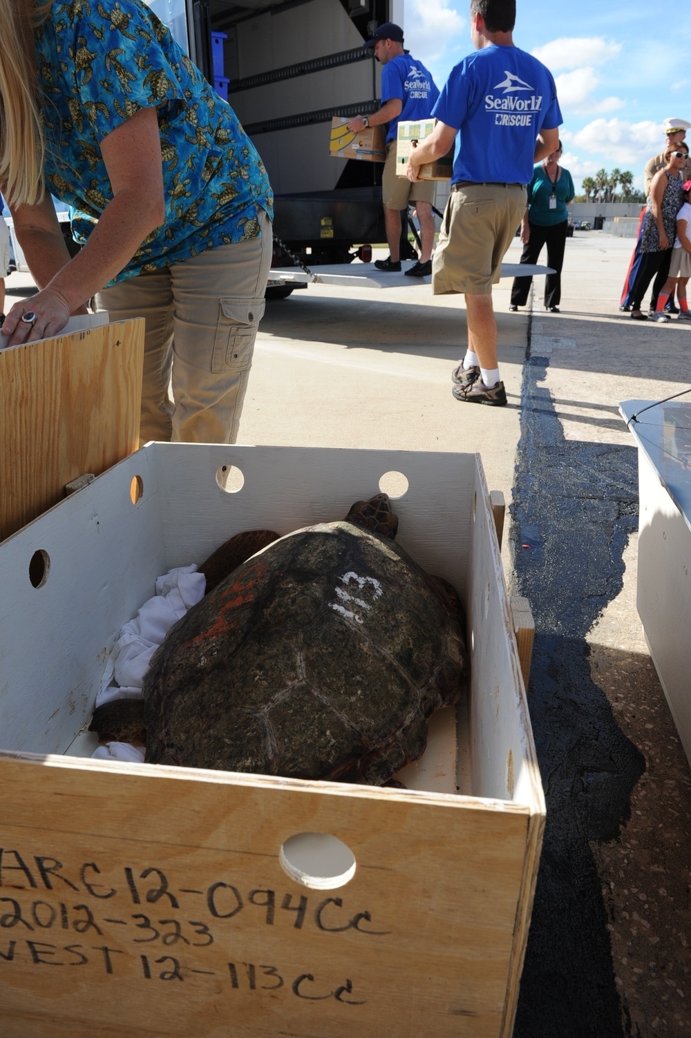 Endangered sea turtles 'fly' south to the Sunshine State