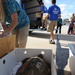 Endangered sea turtles 'fly' south to the Sunshine State