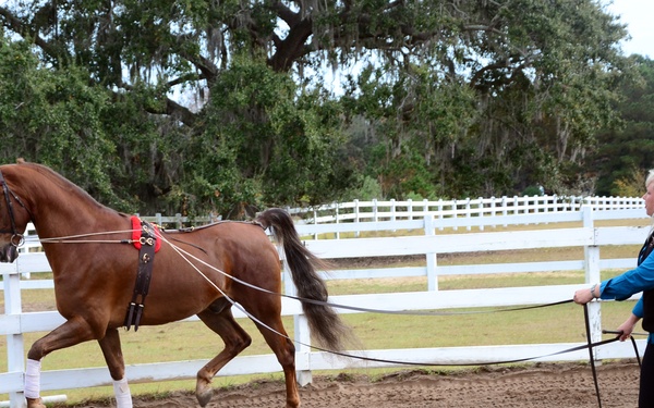 Horse trainer and Army wife: one woman's perfect balance