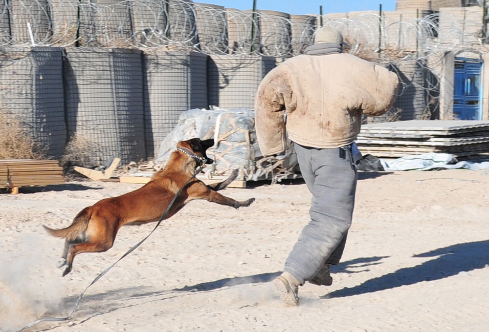 Canines keep soldiers safe, smiling