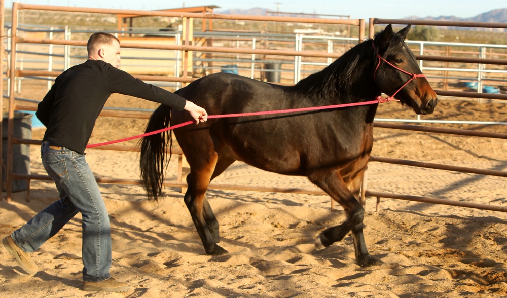 Wounded Marines care for, train wild mustangs during reconditioning program