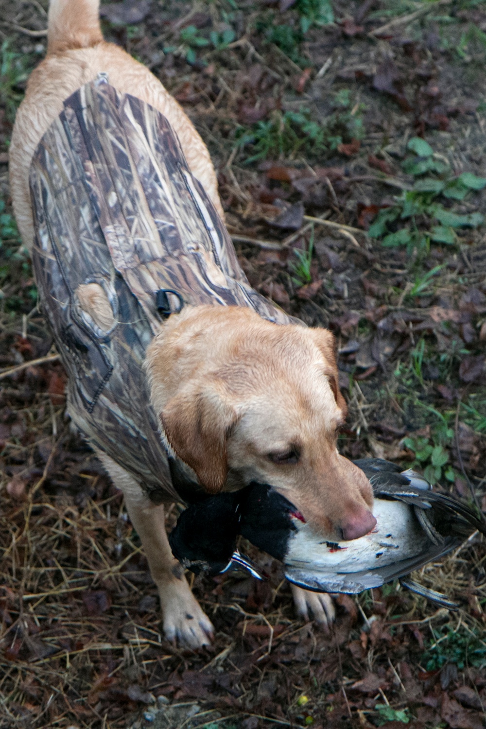 Veteran Duck Hunt 2012