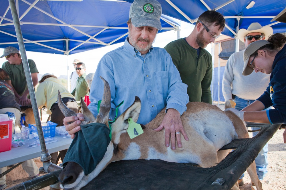 Sonoran Pronghorn Catch and Release