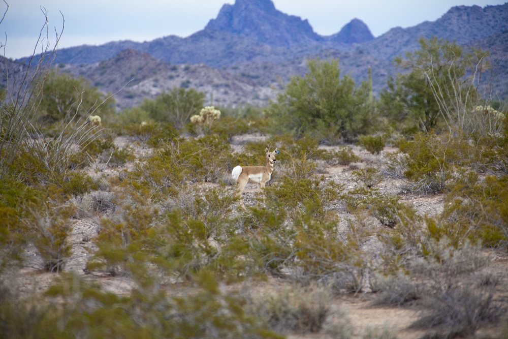 Sonoran Pronghorn Catch and Release