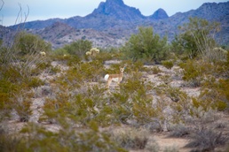 Sonoran Pronghorn Catch and Release