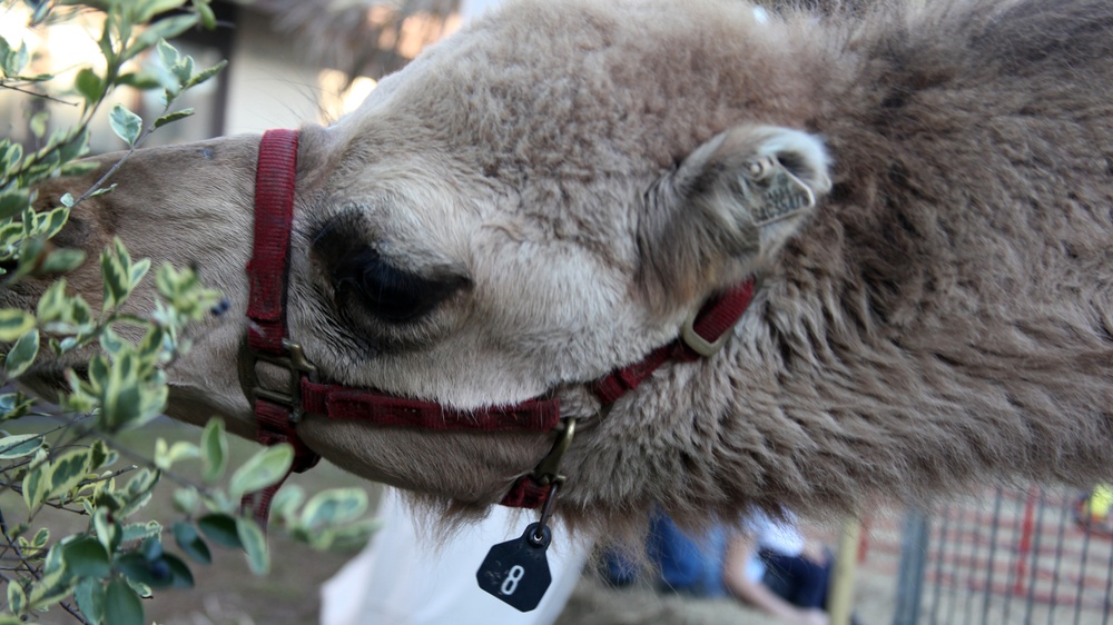 Marines with MWSS-273 give back