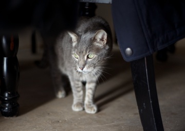 Hurricane Sandy rescued cats