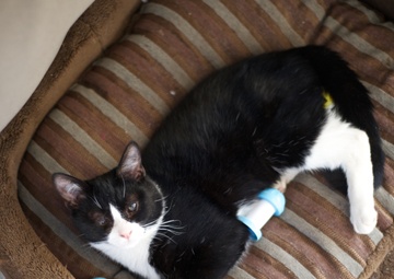 Hurricane Sandy rescued cats