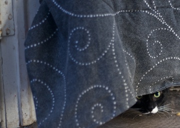 Hurricane Sandy rescued cats