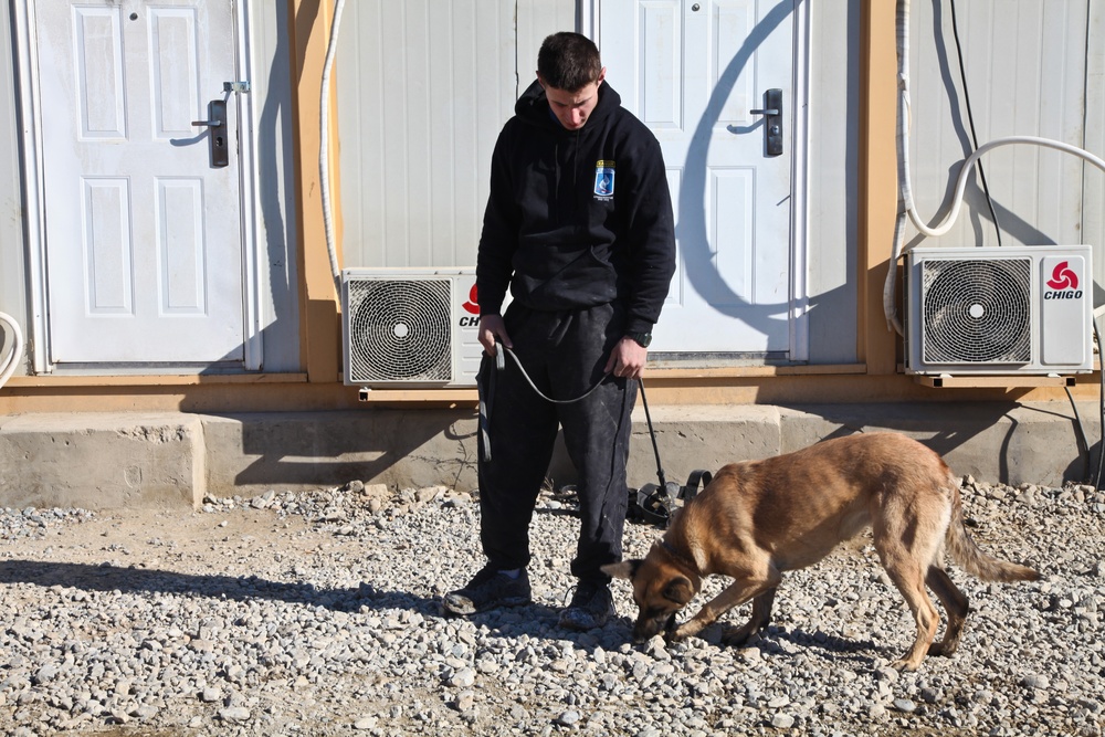 Dog handlers in Afghanistan
