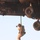 MARSOC conducts VBSS training with 160th SOAR A military personnel is fast-roping or rappelling from the underside of a helicopter, suspended on a thick rope against a clear sky. The soldier is wearing full combat gear including a helmet with night-vision device mount, tactical vest, backpack, and desert camouflage uniform. The underside of the helicopter, including landing gear wheels and structural components, is visible at the top of the frame.