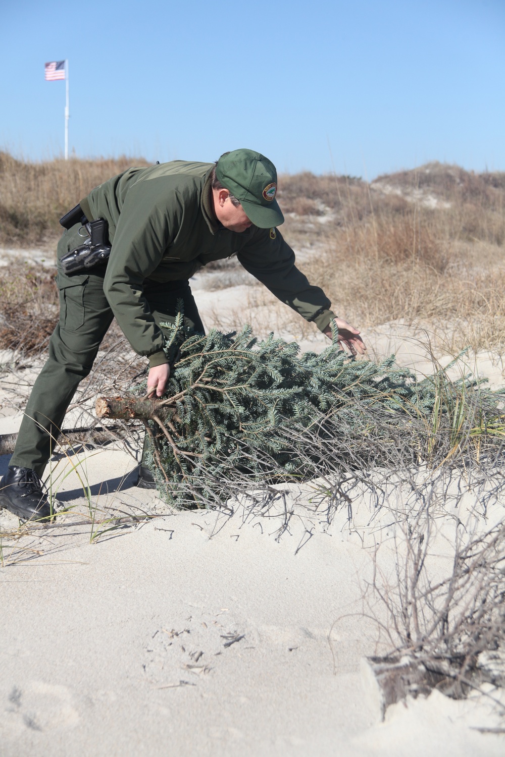 DVIDS News Recycled Christmas trees help reinforce dunes at Fort Macon