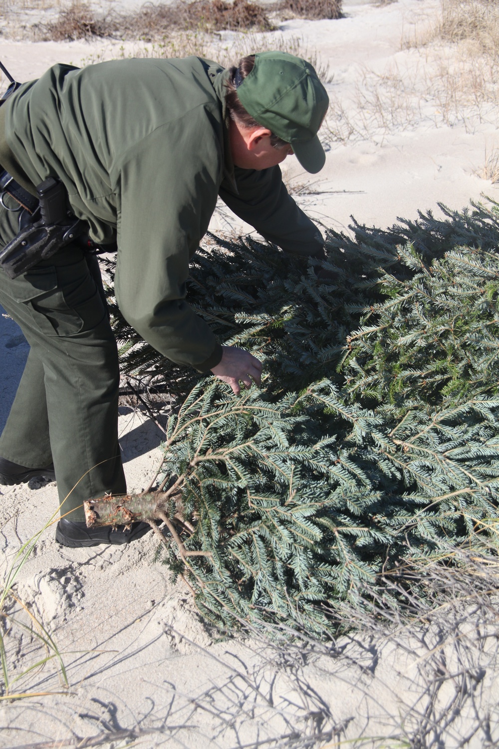 Recycled Christmas trees help reinforce dunes at Fort Macon