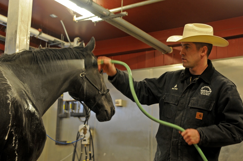 Old Guard Caisson platoon horses earn retirement