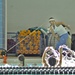 Aquatic Zumba