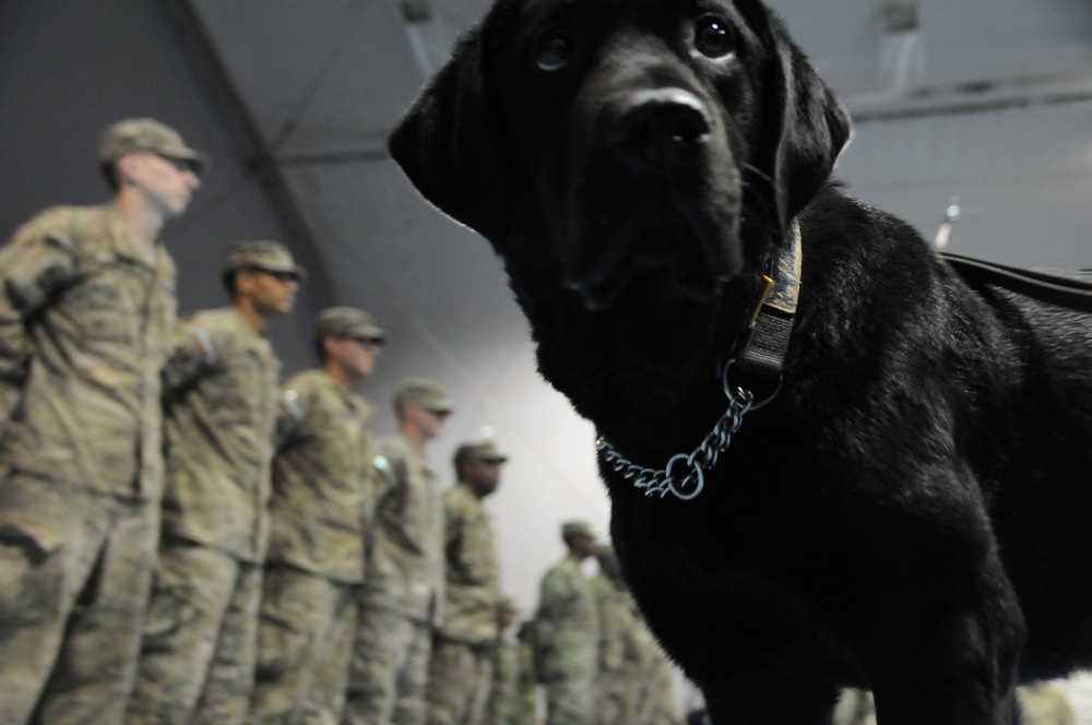 Dog departs, helped countless troops