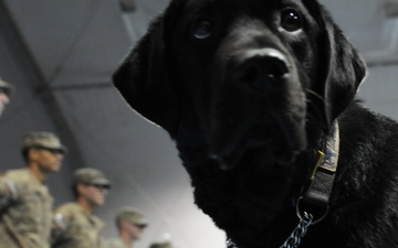 Dog departs, helped countless troops