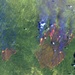 Rodeo-Chediski Fire: Image of the Day